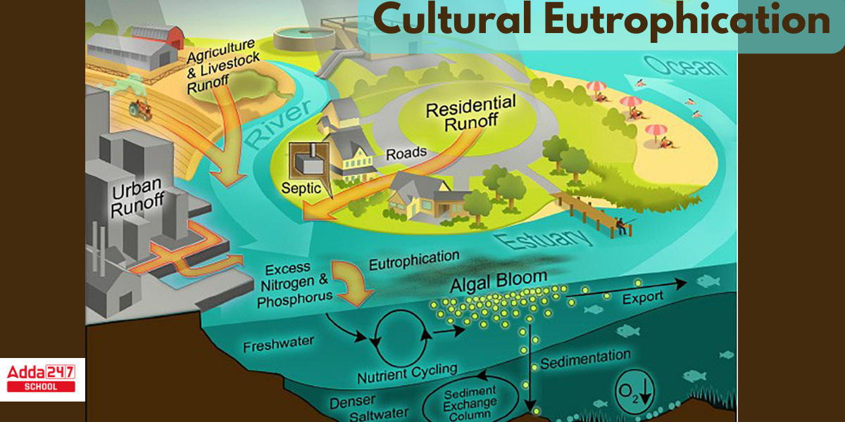 Eutrophication Meaning, Definition, Causes, Process, Diagram in Biology -_4.1