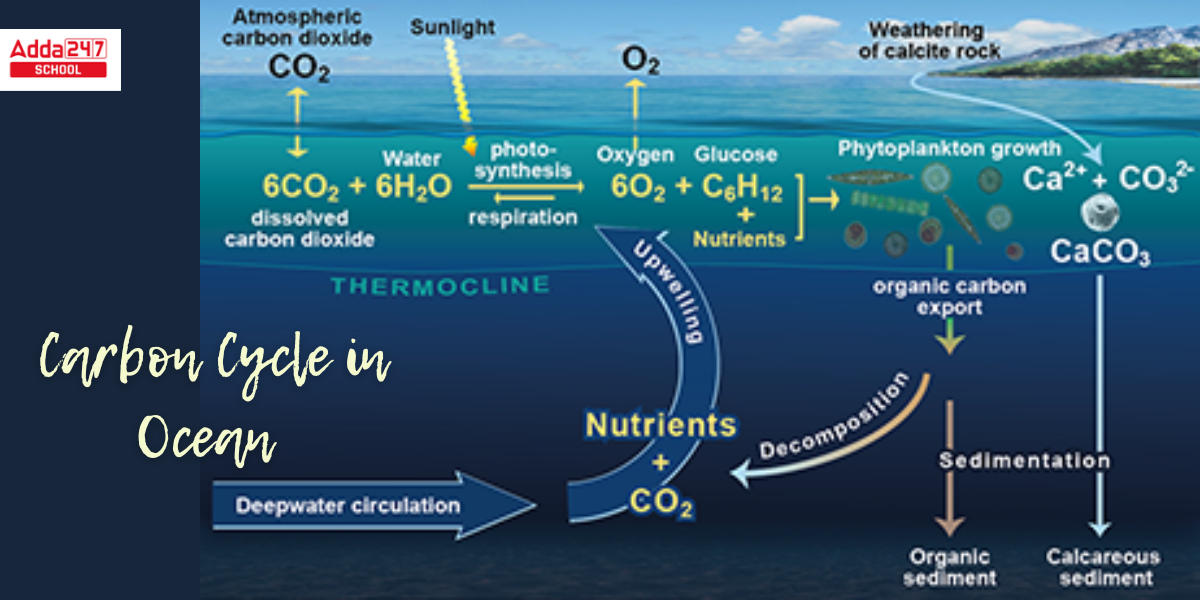 Carbon Cycle, Diagram, Steps, Definition in Biology_4.1