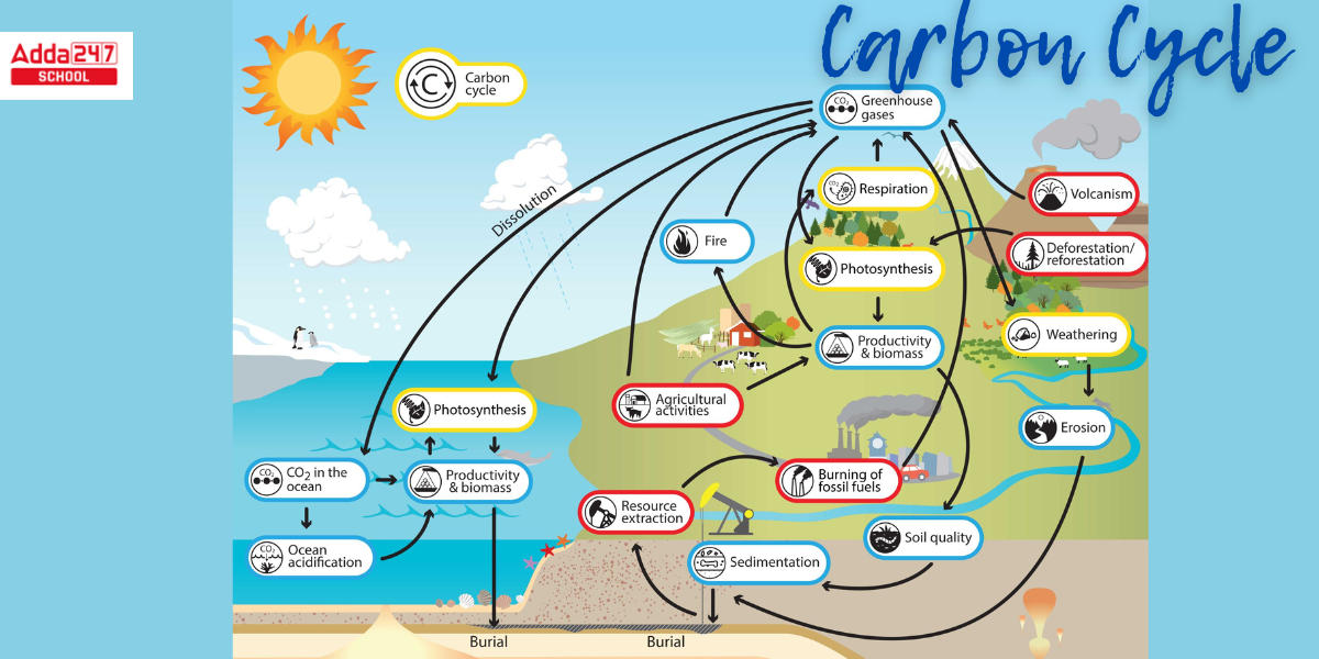 Carbon Cycle, Diagram, Steps, Definition in Biology -_5.1