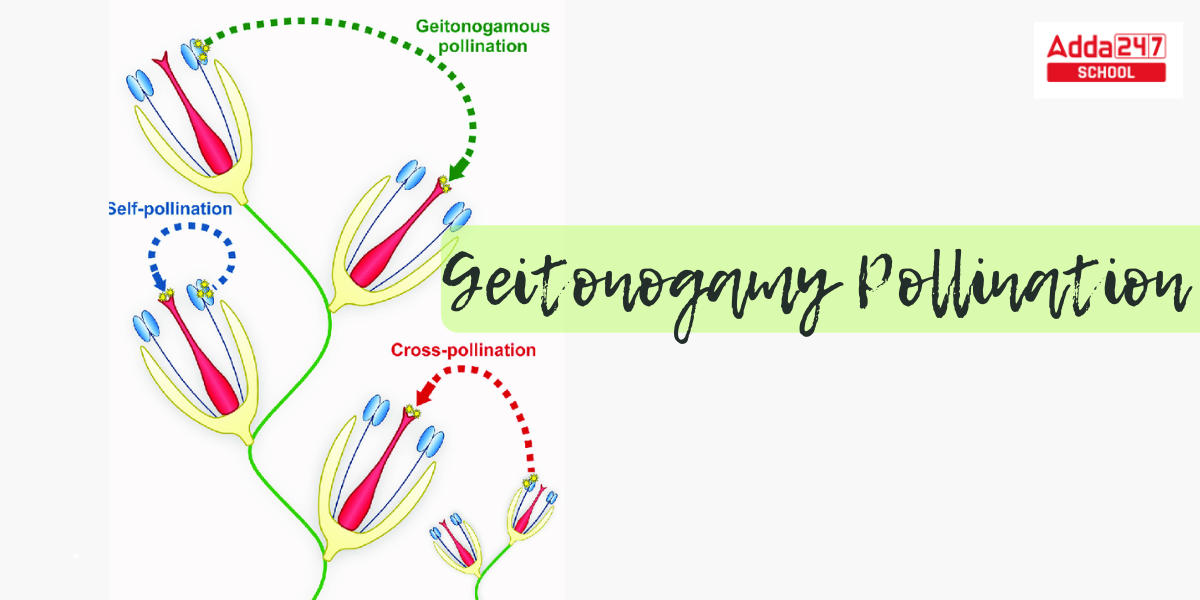 Pollination- Definition, Diagram, Process, Types_9.1