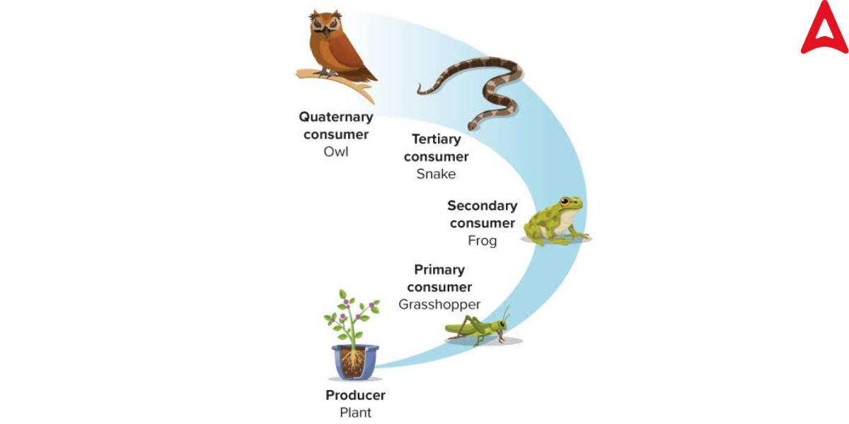 Food Chain