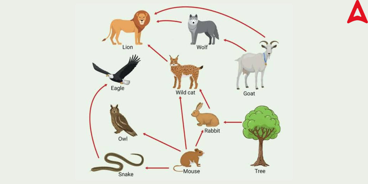 Food Web