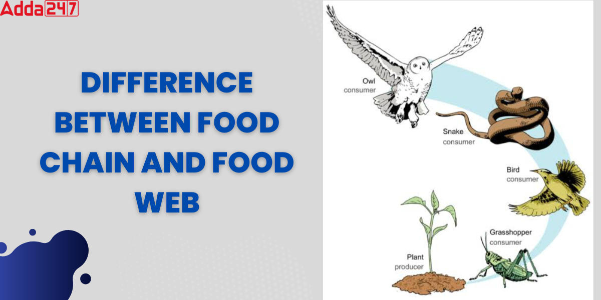 Difference between Food Chain and Food Web