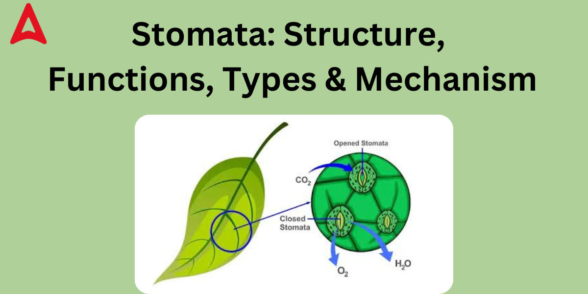 Stomata