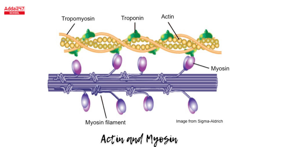 Difference Between Actin and Myosin -_3.1