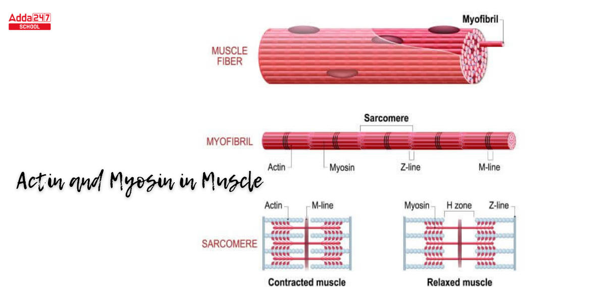 Difference Between Actin and Myosin -_4.1