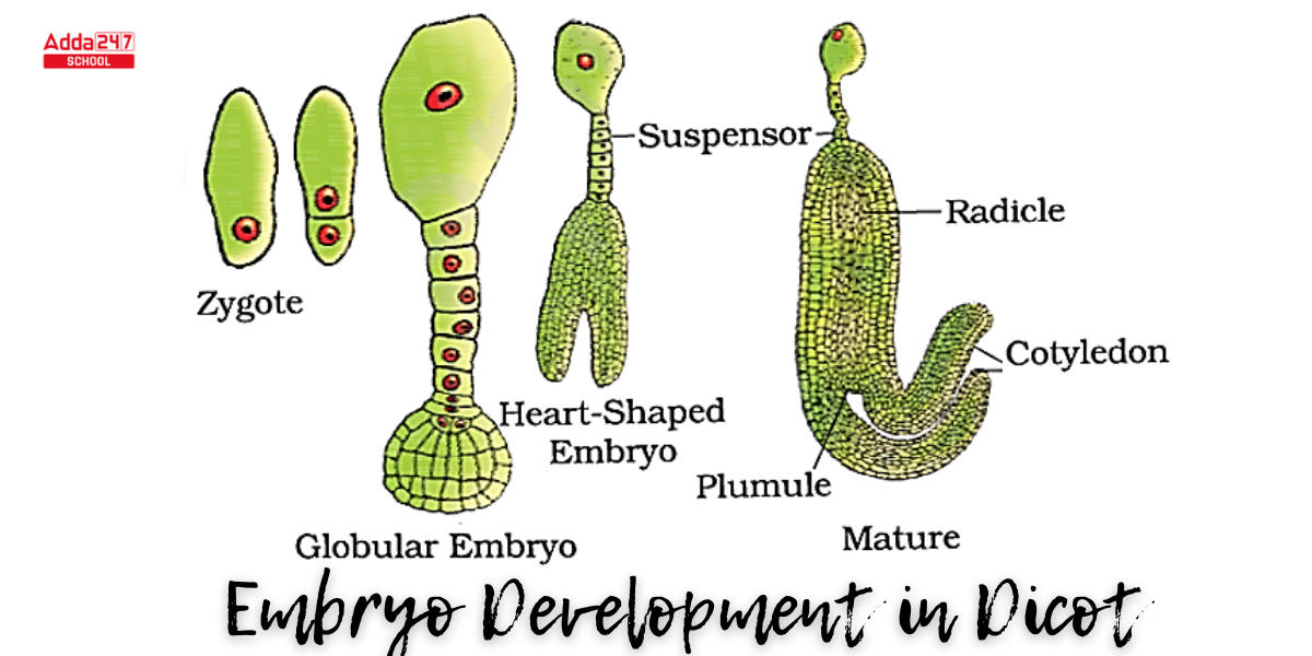 Double Fertilization, Definition, Process in Plant & Humans, Diagram_4.1