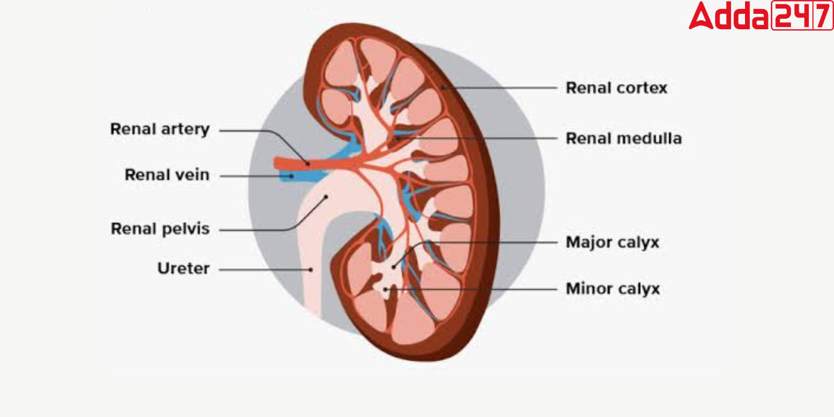 Excretion in Humans, Process, Diagram, System, Function_4.1