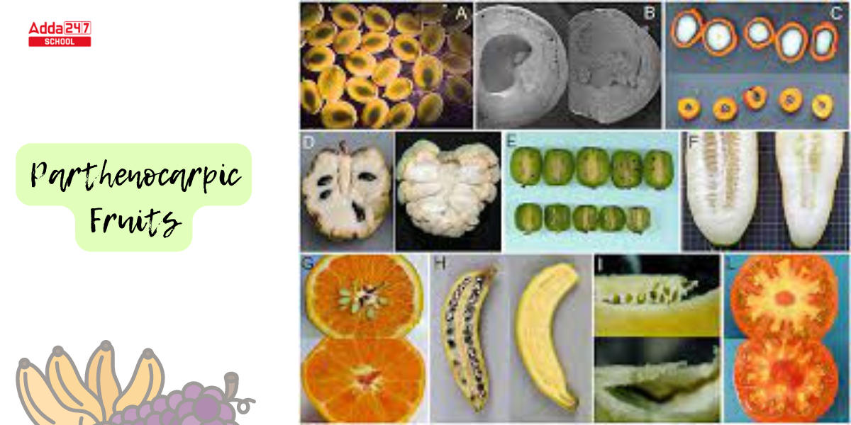 Parthenocarpy Meaning, Types, and Examples_3.1