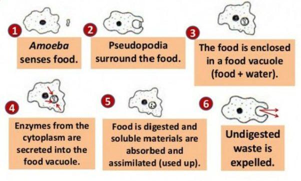 Heterotrophic Nutrition, Types, Diagram, and Examples for Class 10 -_4.1