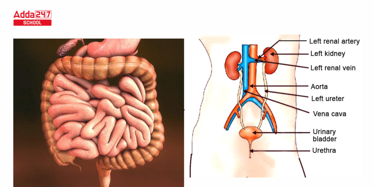 Difference Between Egestion and Excretion_3.1