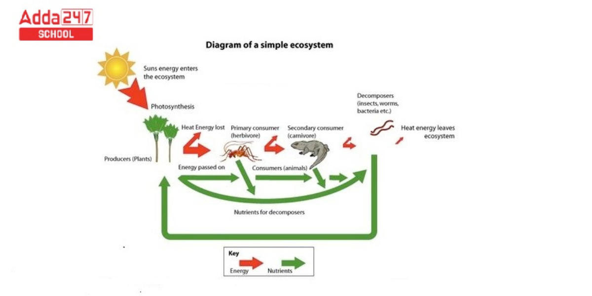 Ecosystem Diagram