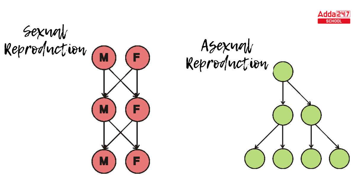 Asexual Reproduction Definition, Examples, Types, Advantages -_10.1