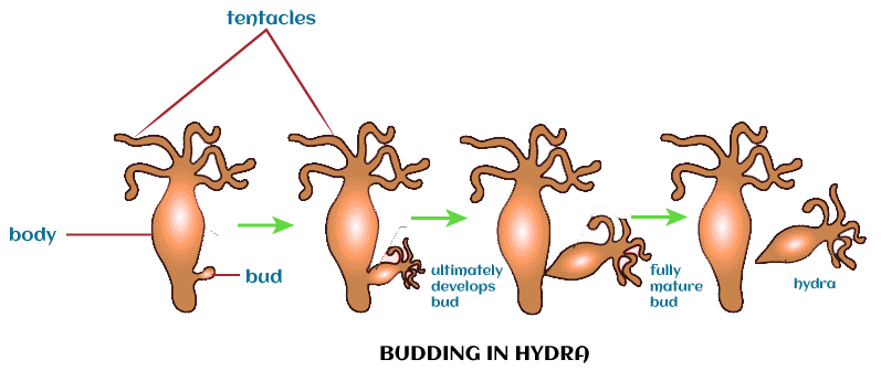 Asexual Reproduction Definition, Examples, Types, Advantages -_4.1