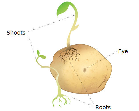 Asexual Reproduction Definition, Examples, Types, Advantages -_5.1