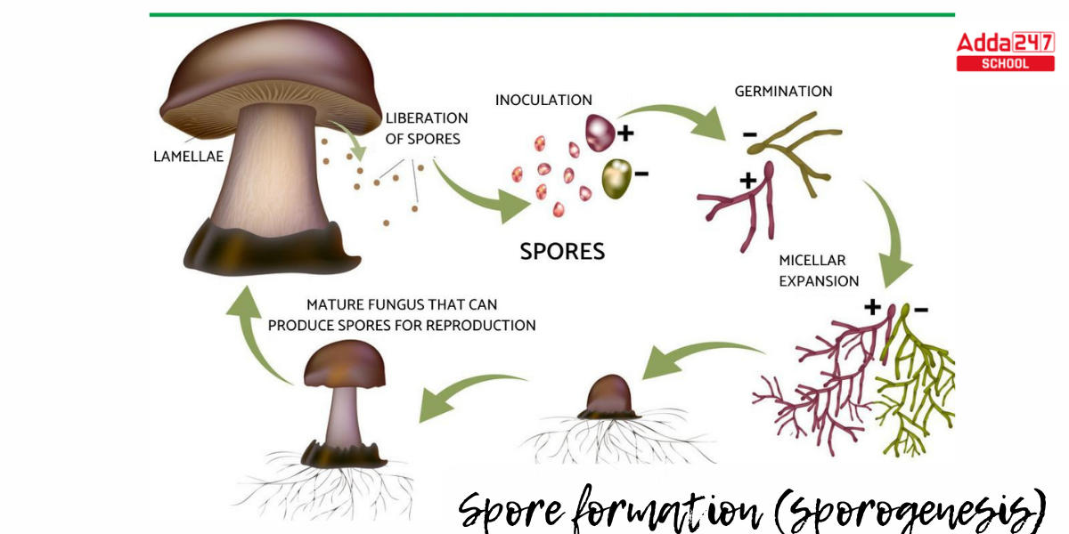 Asexual Reproduction Definition, Examples, Types, Advantages -_6.1