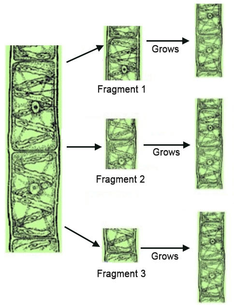 Asexual Reproduction Definition, Examples, Types, Advantages -_7.1