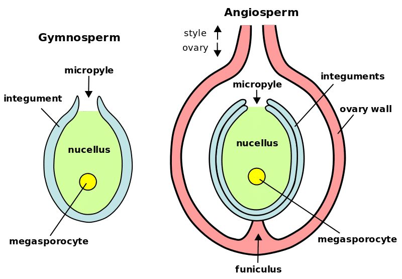 Asexual Reproduction Definition, Examples, Types, Advantages -_9.1