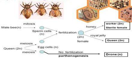 Asexual Reproduction Definition, Examples, Types, Advantages -_8.1