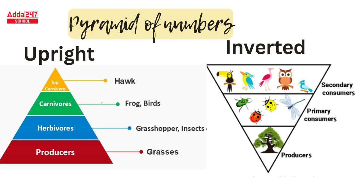 Ecological Pyramid_3.1