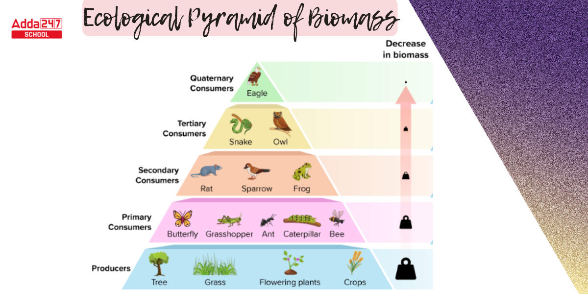 Ecological Pyramid_4.1