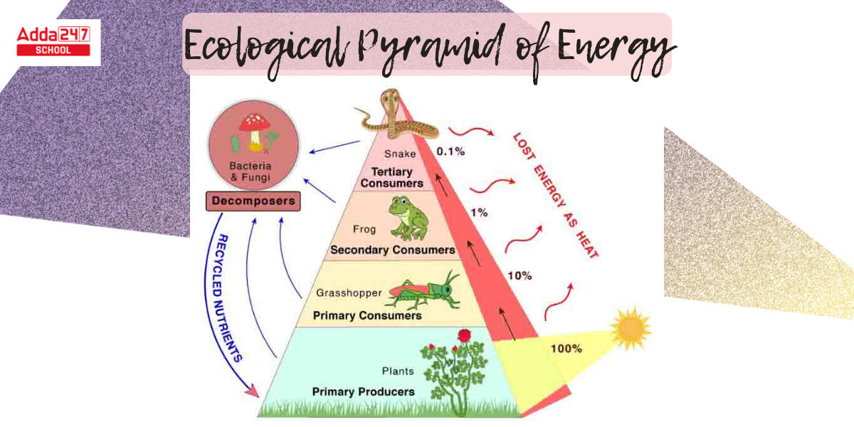 Ecological Pyramid_5.1