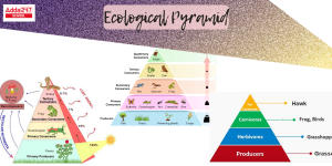 Ecological Pyramid: Types, Pyramid of Numbers, Diagrams