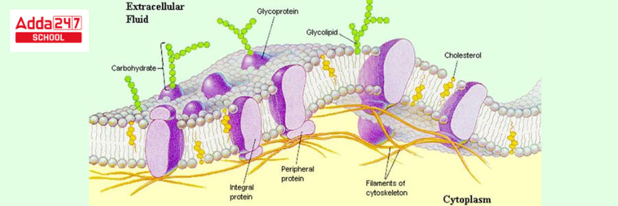 Fluid Mosaic Model of Plasma Membrane, Diagram_4.1