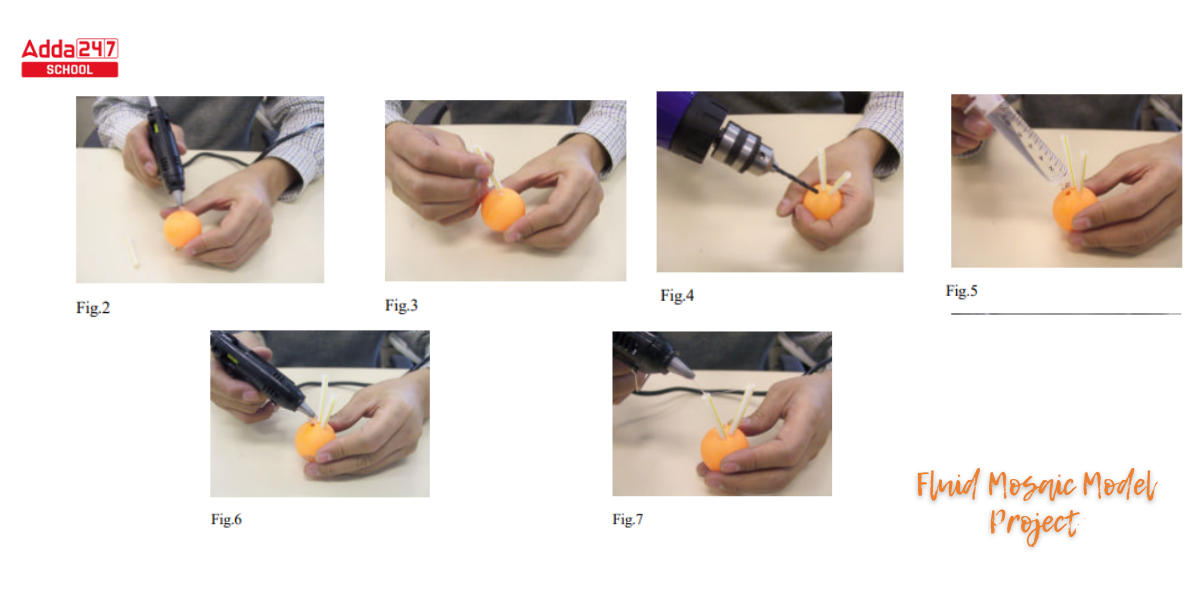 Fluid Mosaic Model of Plasma Membrane, Diagram_6.1