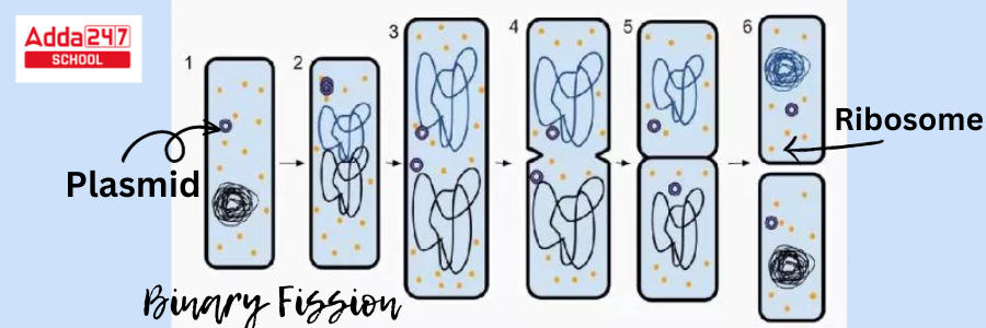 Binary Fission- Definition, Examples, Types, Steps -_4.1