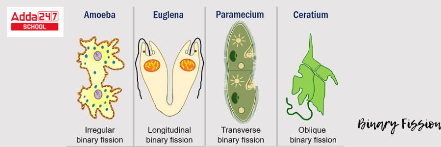 Binary Fission- Definition, Examples, Types, Steps -_3.1