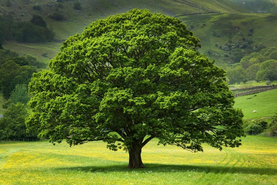 50 Trees Name in English and Hindi_5.1