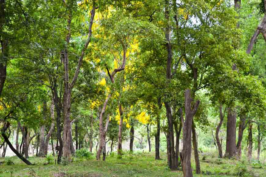 50 Trees Name in English and Hindi_6.1