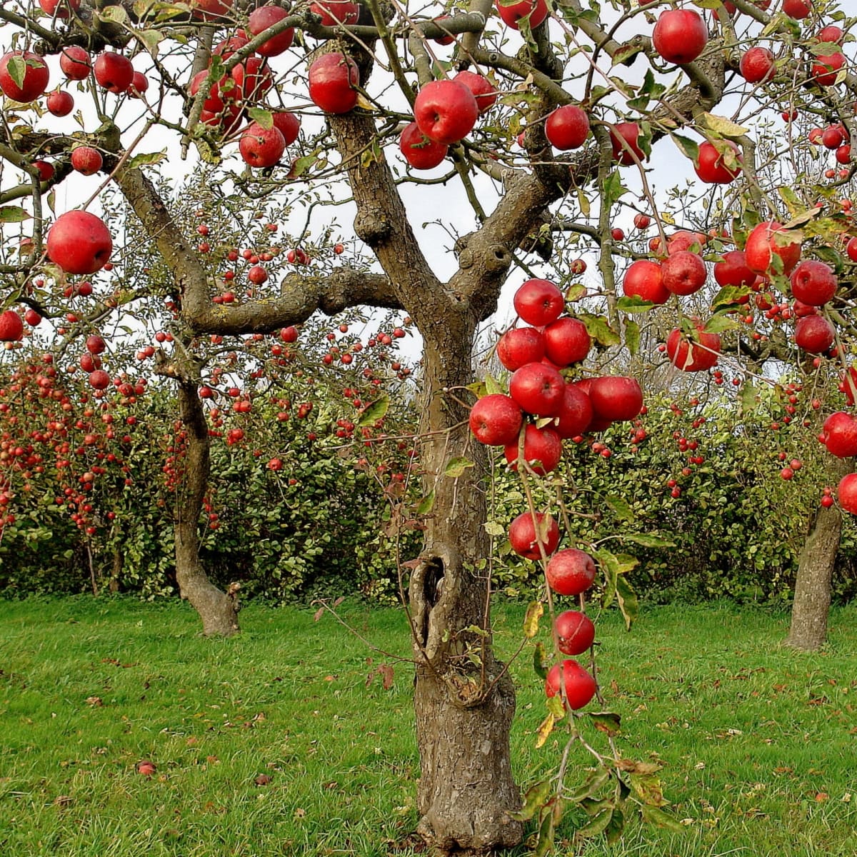 50 Trees Name in English and Hindi -_9.1