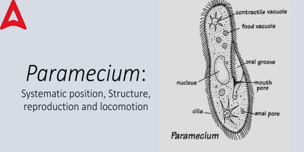 Paramecium