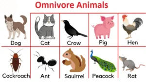 Omnivores Animals