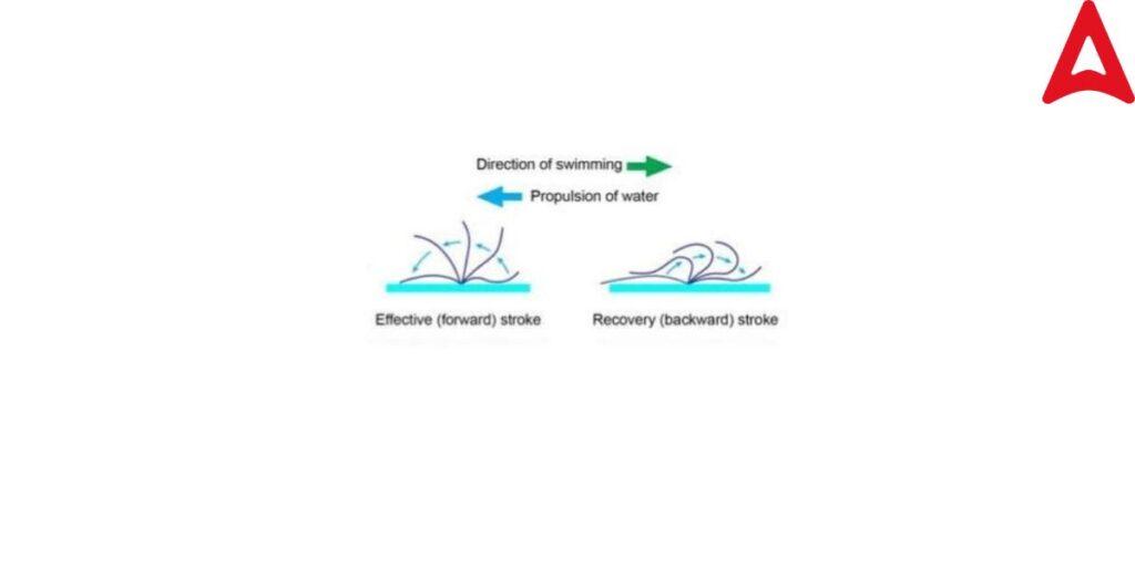 Locomotion in Paramecium Diagram