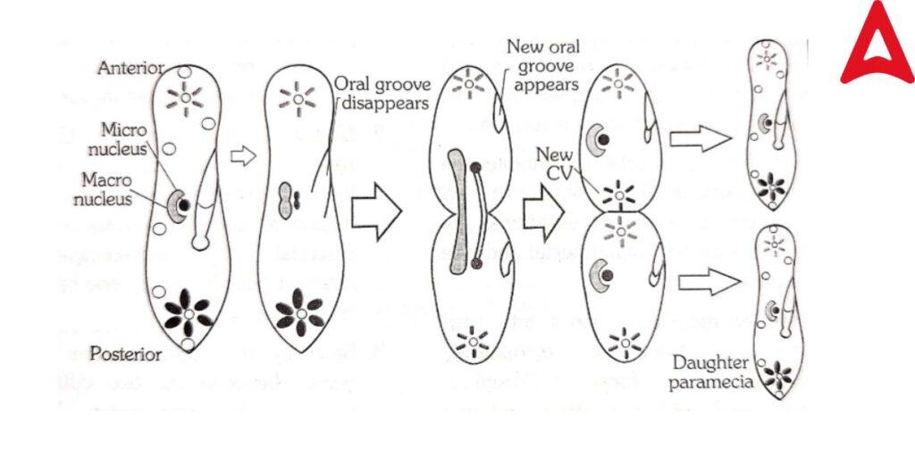 Binary Fission in Paramecium sp.