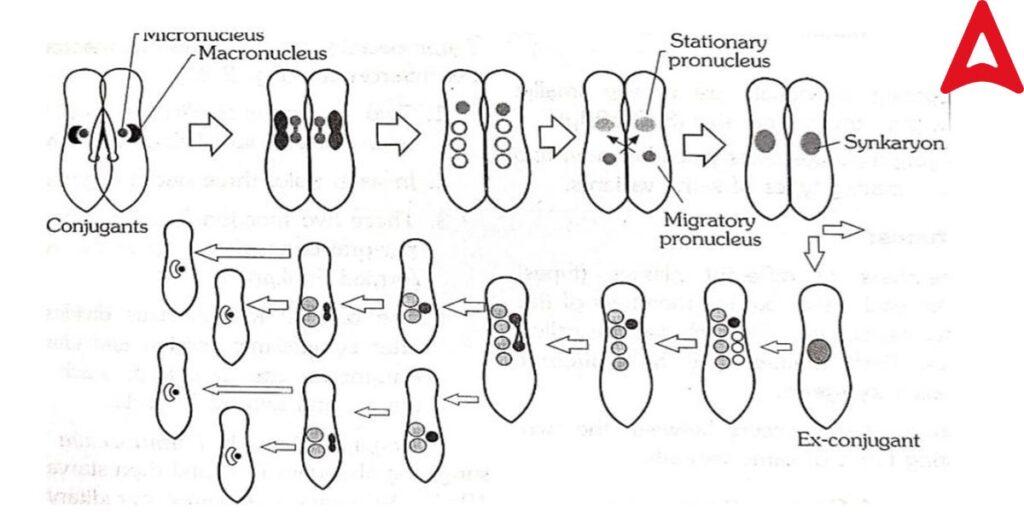 Conjugation in Paramecium sp.