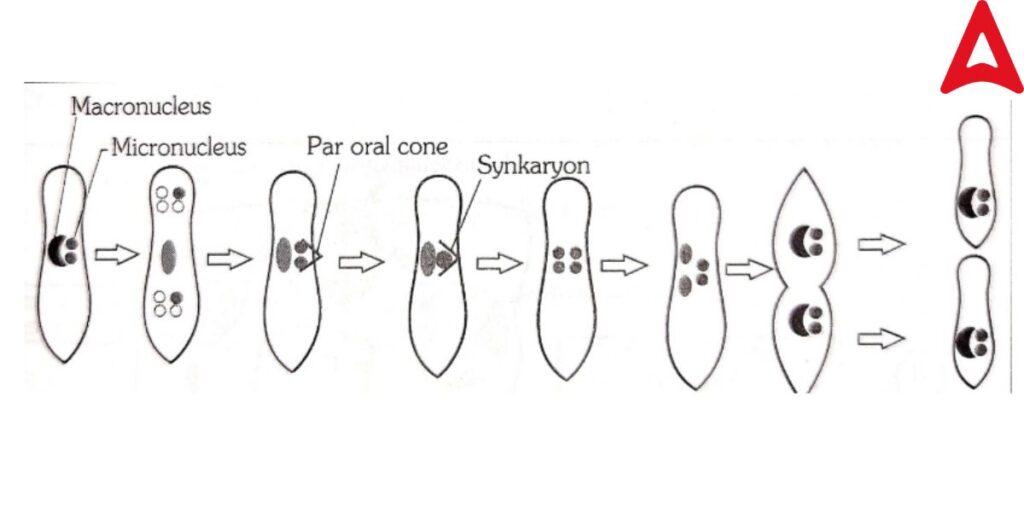 Autogamy in Paramecium