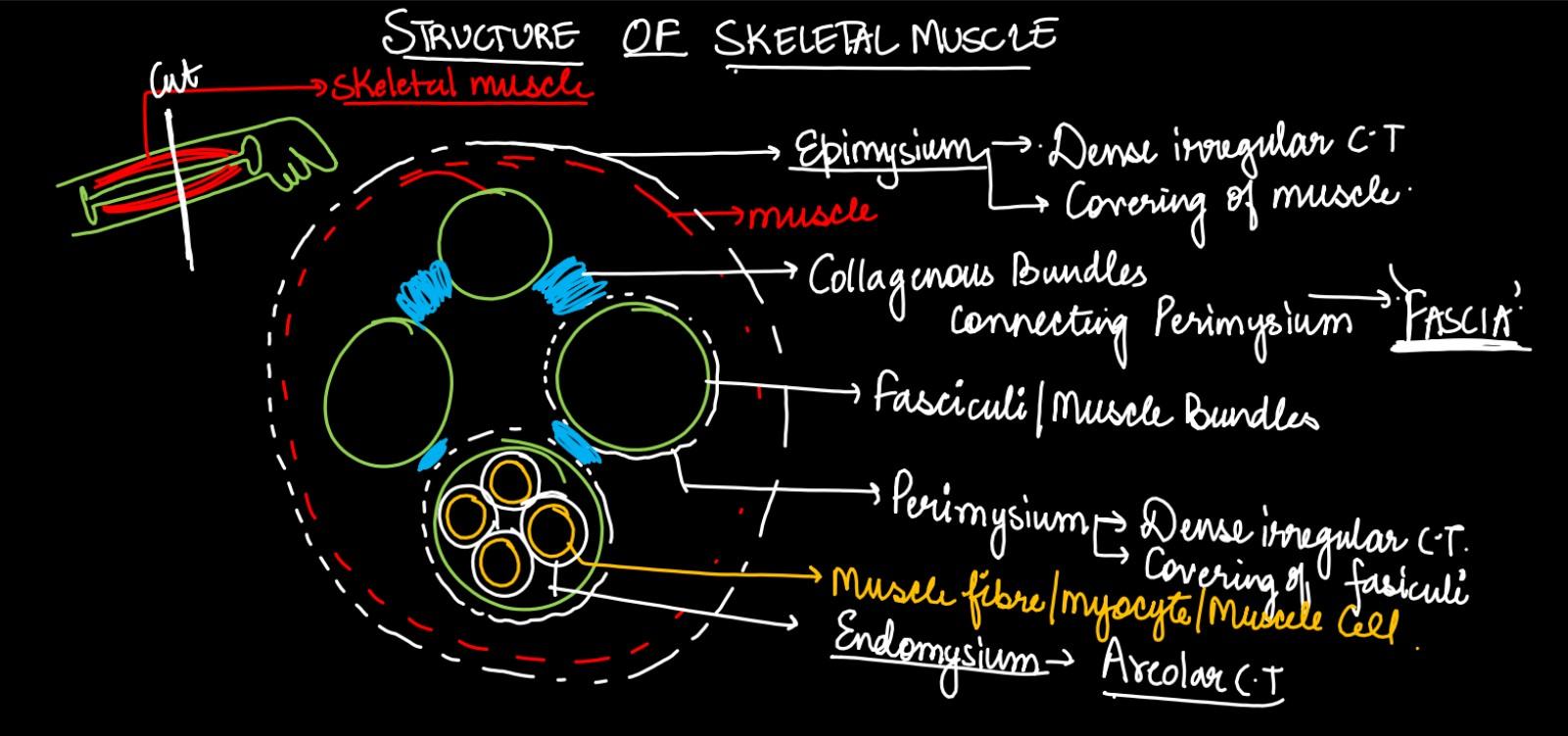 Structure of Skeletal Muscle