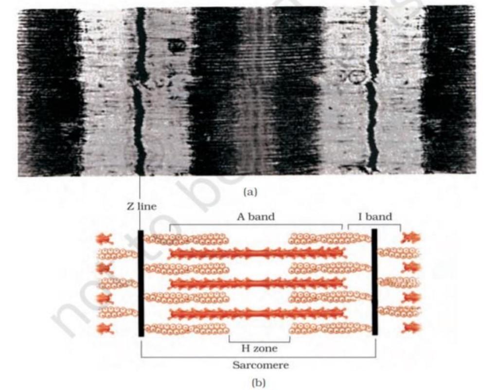 Sarcomere