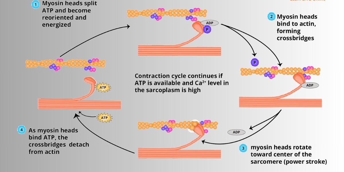 Muscle Contraction Mechanism