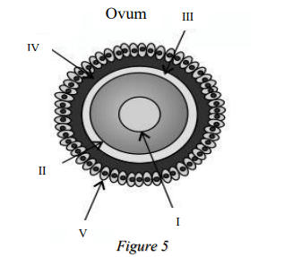 Q.5 (i)