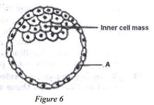 Q.5 (ii)