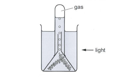 ICSE Class 10 Biology Specimen Paper 2024, PDF Download -_6.1