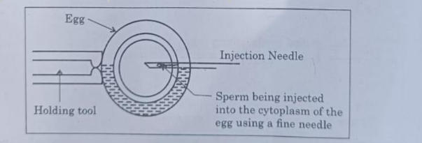 CBSE Class 12 Biology Answer Key 2024 Out for Set 1, 2, 3 -_6.1