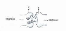 SSLC Biology Answer Key 2024 with Question Paper_7.1