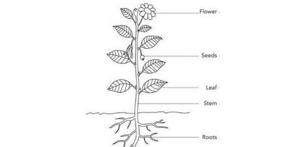 Parts of Plant Diagram