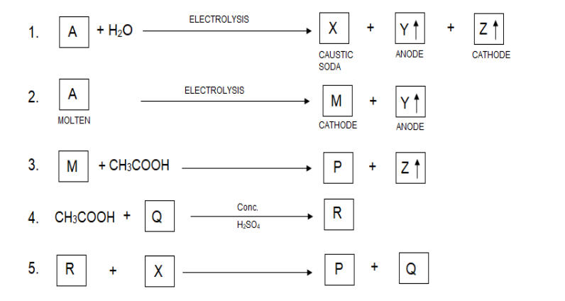 Class 10 Science Sample Paper 2024-25 with Solutions PDF Download -_17.1